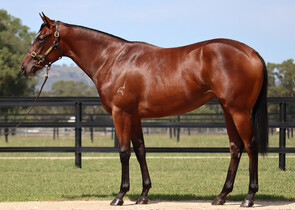 Lot 249 - Wootton Bassett (GB) x Visenya Filly-Click here-