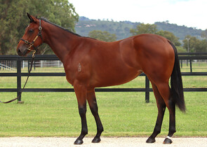 Lot 125 - Home Affairs x Rocket Science (IRE)Filly-Click here