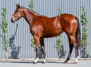 Lot 243 - Exceed and Excel - Miss Marielle Filly-Click here