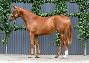 Lot 384 - The Autumn Sun x Little StevieFilly-Click here