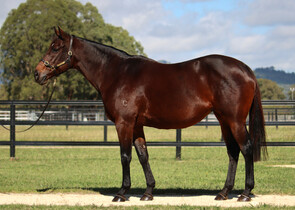 Lot 289 - Lacazette (Fastnet Rock x Tavarnelle)Broodmare-Click here