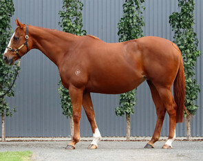 Lot 11 - Miniature (Exceed and Excel x Rinky Dink)Broodmare-Click here