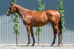 Lot 110 - Ocean Park - Starwish filly-Click here