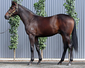 Lot 113 - Satono Aladdin (JPN) x Livin' On A Prayer (NZ) Colt-Click here