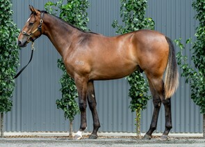 Lot 645 - Farnan - Roobeena Colt-Click here