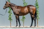 Lot 231 - Pride of Dubai - Al Naifa filly-Click here