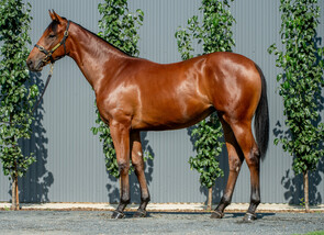 Lot 898 - Farnan - Lusitania Filly-Click here
