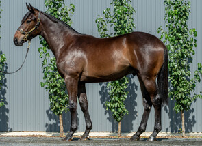 Lot 601  - So You Think (NZ) - Downloads Colt-Click here