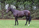 Lot 103    Filly         - Nicconi ex National Velvet