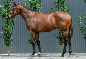 Lot 603 - Merchant Navy - Princess Joy Joy Filly-Click here