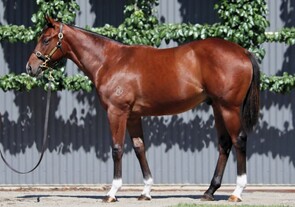 Lot 963 - Jacquinot x WaltzColt-Click here