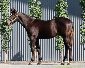 Lot 37 - Pierro x LacazetteColt-Click here-