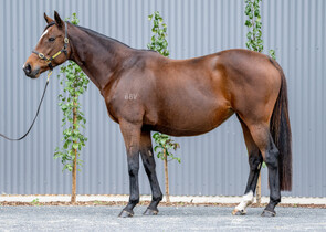 Lot 1190 - Believer(Lawman - Militante)Broodmare-Click here