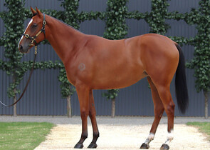 Lot 68 - Farnan x Miss Marielle Filly-Click here-
