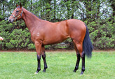 Lot 266     Filly -   Snitzel  ex      Valkyrie Diva