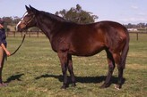 Lot 136 - Blazing Dragon-Click here