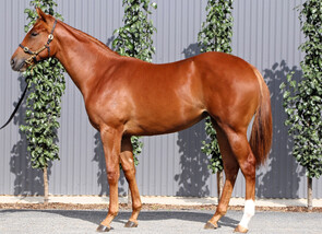 Lot 420 - Per Incanto - Latin Rose Filly-Click here