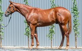 Lot 300 - Capitalist - Californiasurprise colt-Click here
