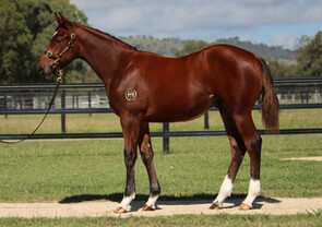 Lot 553 - So You Think (NZ) x Miniature Colt-Click here