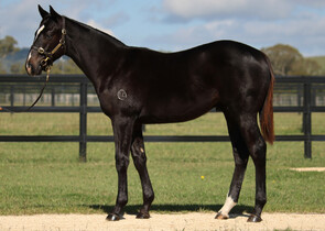 Lot 470 - Pierro x La Casade Colt-Click here-