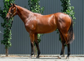 Lot 340 - Capitalist - Hurtle Myrtle Filly-Click here