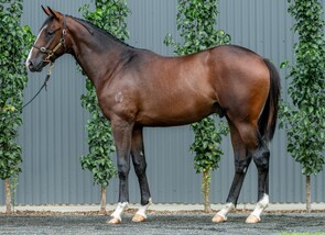 Lot 725 - Lucky Vega - Soosa Rama Colt-Click here