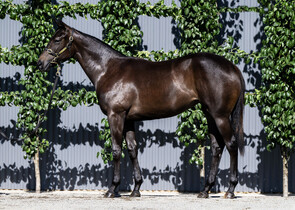Lot 883 - Jonker x Sassari (NZ)Filly-Click here-