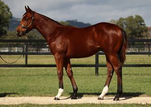 Lot 357 - Jacquinot x Downloads Colt-Click here