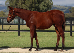 Lot 114 - Exceed and Excel x Shantou Colt-Click here-