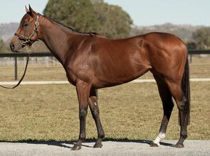 Lot 677 - Winnertakesitall(Snitzel - Jezzabba)Racehorse Filly/Mare-Click here