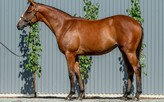 Lot 541 - Extreme Choice - Lady No More filly-Click here