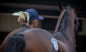 Magic Millions Yearling Sale - 9 - 15 January 2019