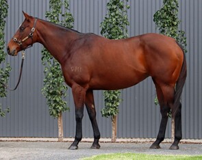 Lot 215 - Lady Pavli Chenko (Shooting To Win x Capitol Commander)Broodmare-Click here-