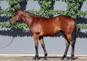Lot 480 - So You Think (NZ) x LiveinthefastlaneColt-Click here-