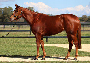 Lot 52 - Dubenenko (Russain Revolution x Happy Event) Filly-Click here-