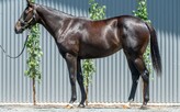 Lot 388 - Microphone - El Estoora filly-Click here