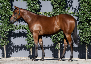 Lot 564 - Wootton Bassett (GB) x Kinky Boom Filly-Click here