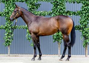 Lot 397 - Proisir x Madam Choux (NZ)Filly-Click here