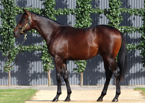 Lot 157 - Too Darn Hot (GB) x ShoshaColt-Click here-