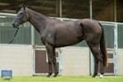 Lot 665 - KLENICELonhroex PregradaRacehorse Filly/Mare-Click here