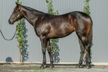 Lot 527 - Vancouver - La Casade filly-Click here