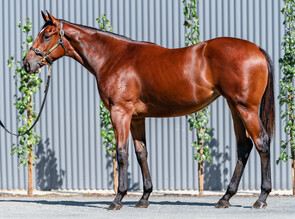Lot 241 - Written Tycoon -Miss Hawaii Filly-Click here