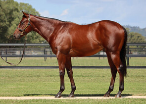 Lot 406 - Fierce Impact (JPN) x Hirondelle (NZ) Colt-Click here