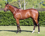 Lot 178 - ShalaaAntalaga colt-Click here