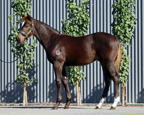 Lot 138 - Pierro x Poste Restante (NZ) Colt-Click here