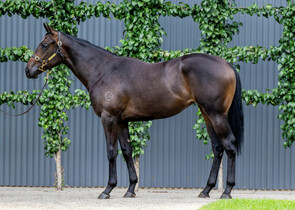 Lot 789 - Street Boss (USA) x WrapsodyFilly-Click here