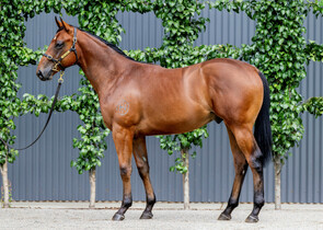Lot 793 - Capitalist x Ygritte Colt-Click here-