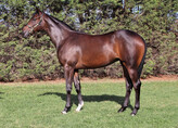 Lot 473 Filly - Dundeel ex       Green Roller