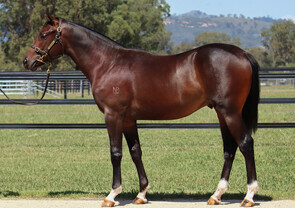 Lot 163 - Signora Nera (NZ) x Bivouac Colt-Click here