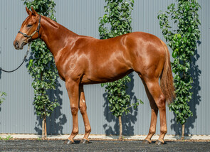 Lot 271 - All Too Hard - Tale Of Choice Filly-Click here